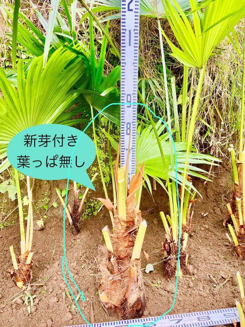 ❶ビロウヤシ 大株1本