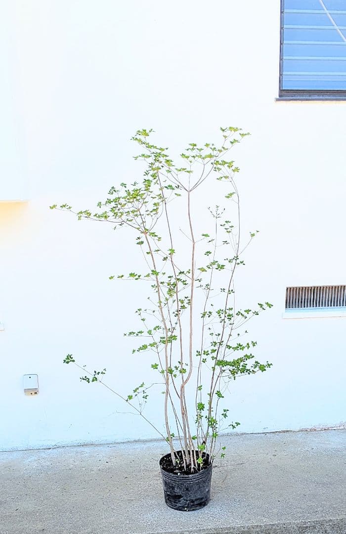 山採り鉢植え。天然ドウダンツツジ。