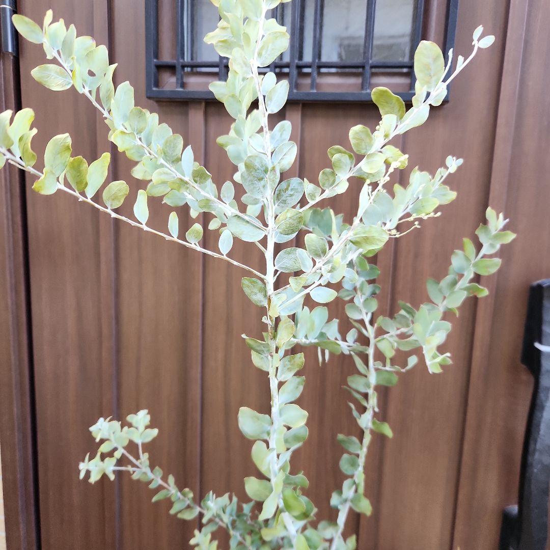 大きめ　パールアカシア　6号鉢植え　ミモザ　オージープランツ
