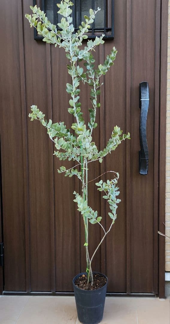 大きめ　パールアカシア　6号鉢植え　ミモザ　オージープランツ