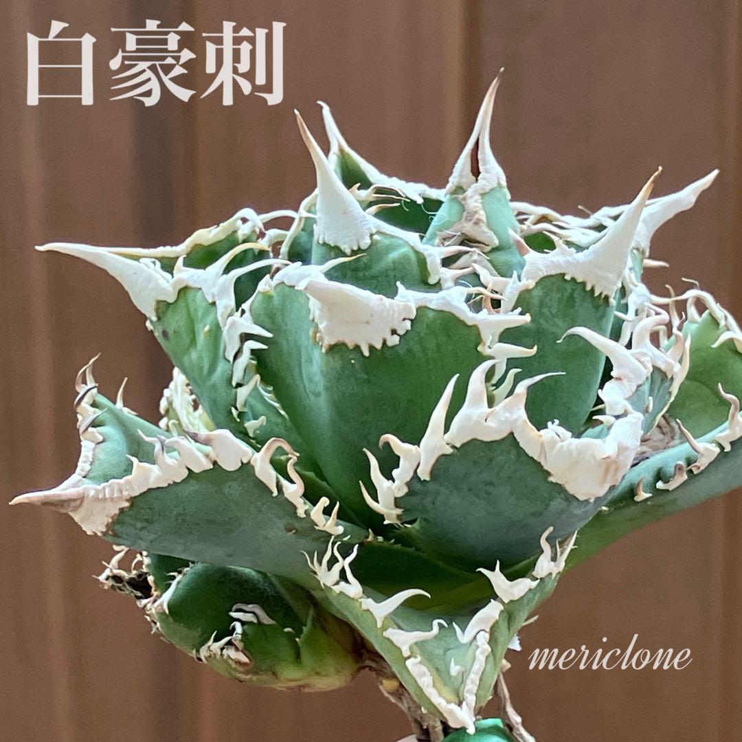 【オークション】14 選抜　サイズ大　子株2株付 アガべ　白豪刺TC 上澳園芸