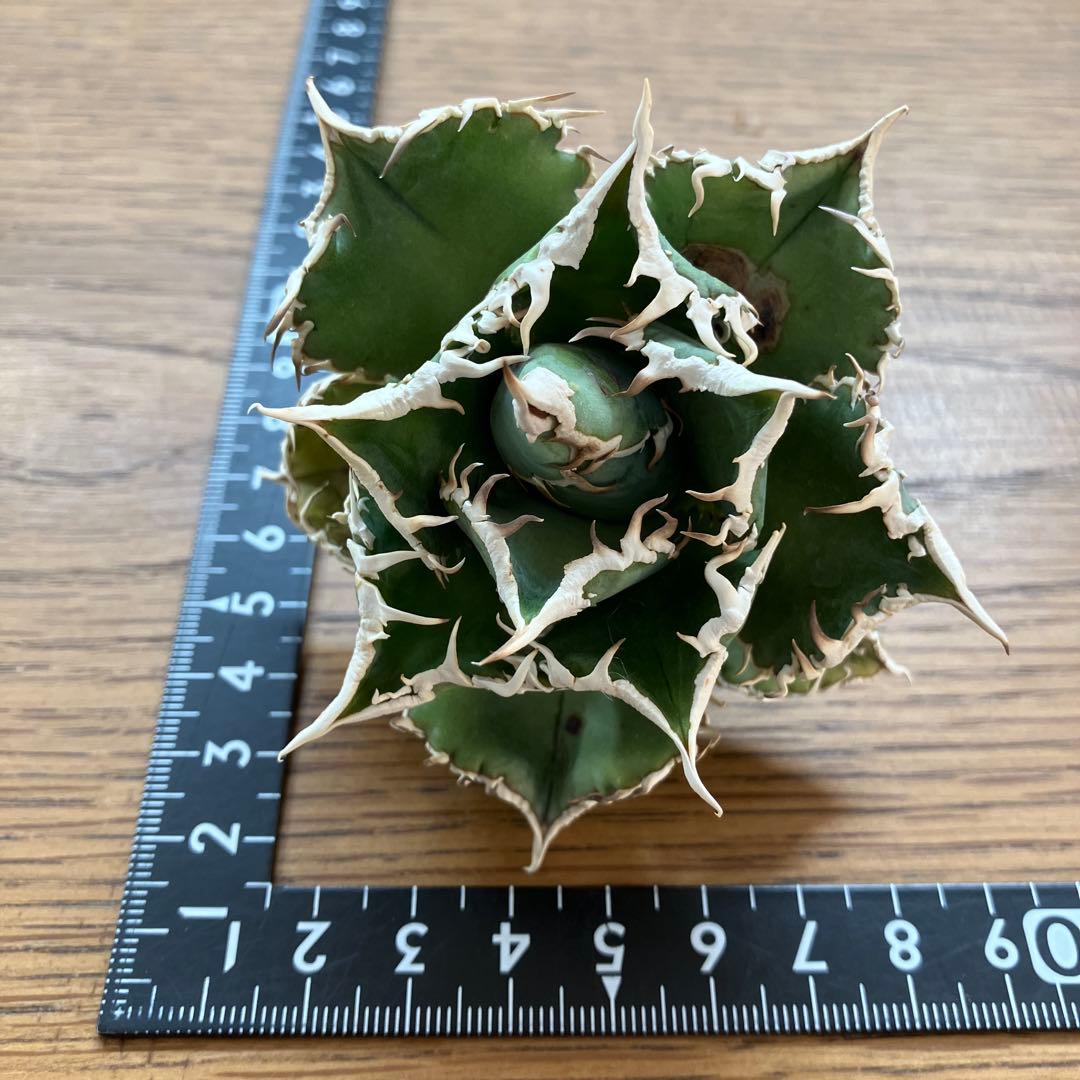 【オークション】14 選抜　サイズ大　子株2株付 アガべ　白豪刺TC 上澳園芸