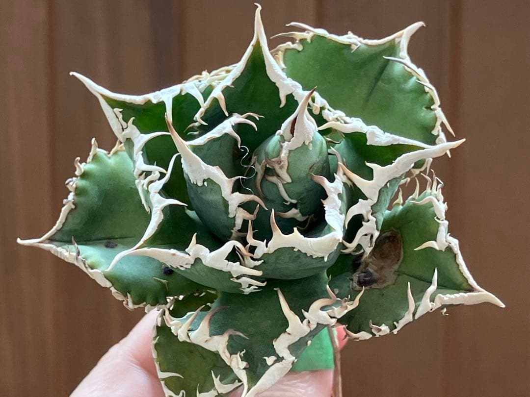 【オークション】14 選抜　サイズ大　子株2株付 アガべ　白豪刺TC 上澳園芸