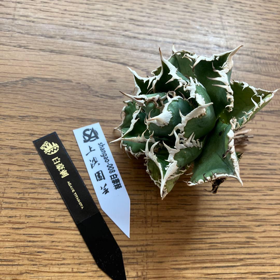 【オークション】14 選抜　サイズ大　子株2株付 アガべ　白豪刺TC 上澳園芸