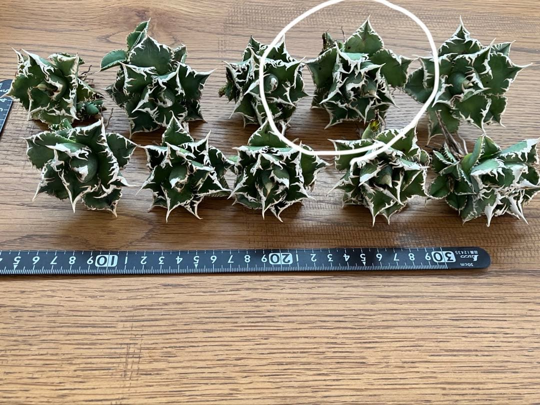 【オークション】14 選抜　サイズ大　子株2株付 アガべ　白豪刺TC 上澳園芸