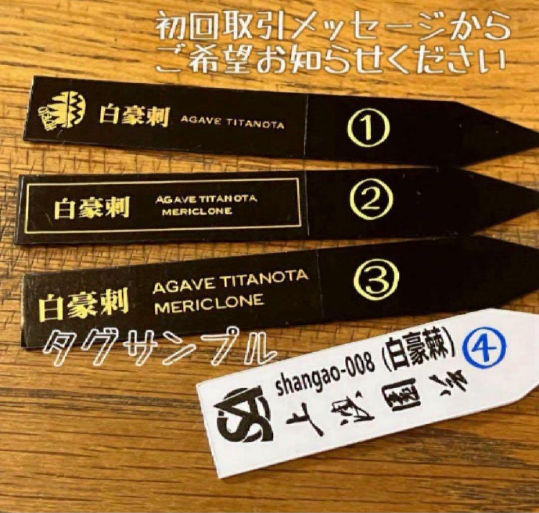 【オークション】14 選抜　サイズ大　子株2株付 アガべ　白豪刺TC 上澳園芸