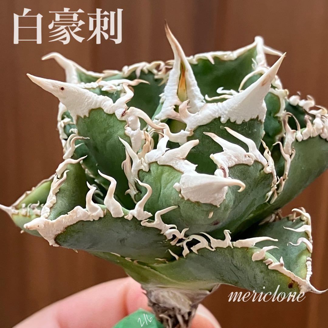 【オークション】10 超選抜　美株　太棘　アガべ　チタノタ　白豪刺　TC