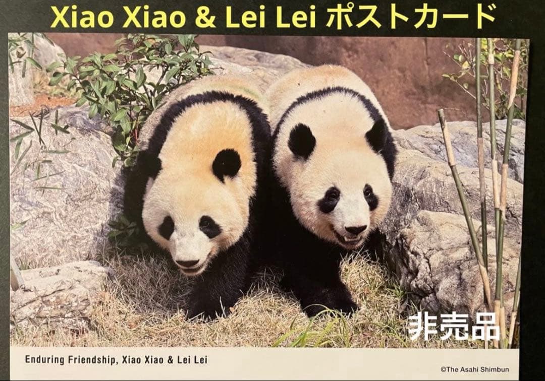 専用　シャオシャオ レイレイ　シャンシャン