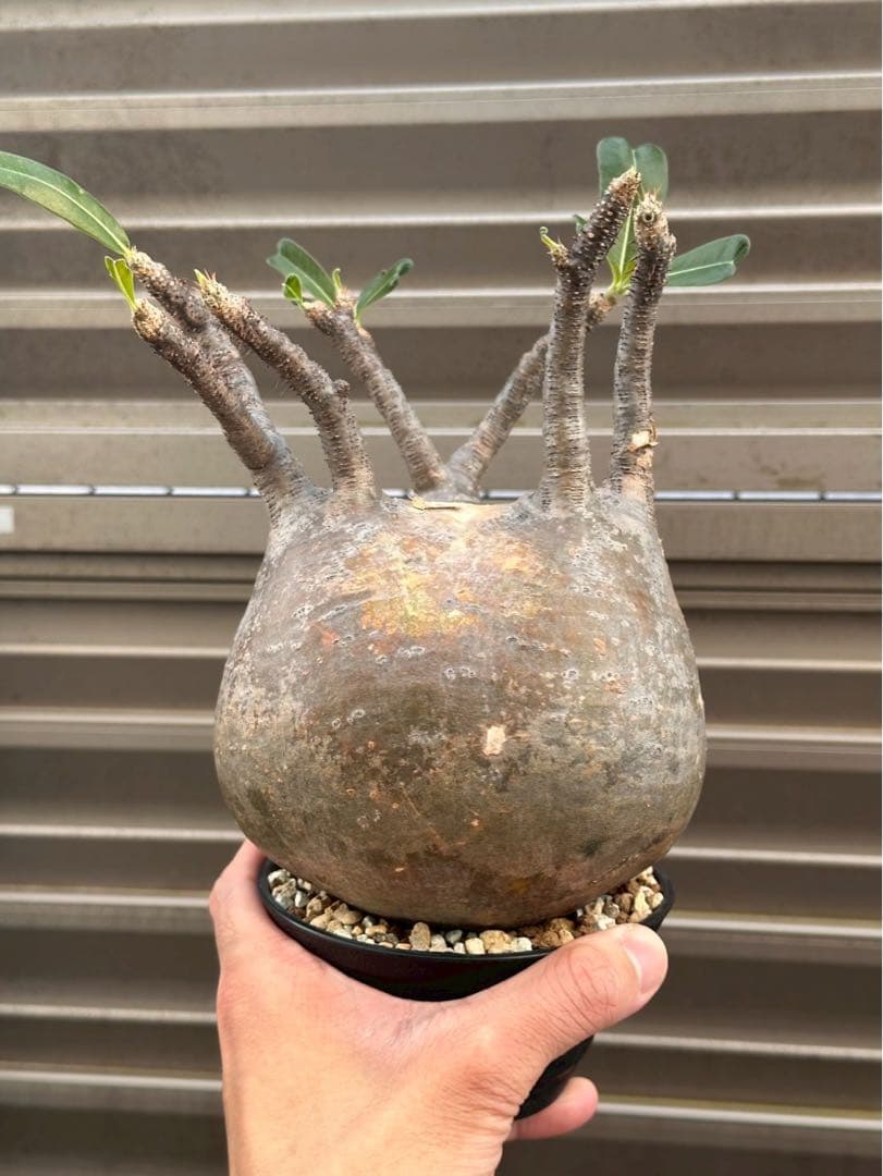 パキポディウムグラキリス 超良形 コレクション 中株 現地球