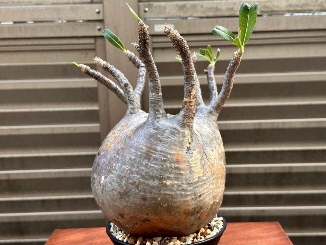 パキポディウムグラキリス 超良形 コレクション 中株 現地球