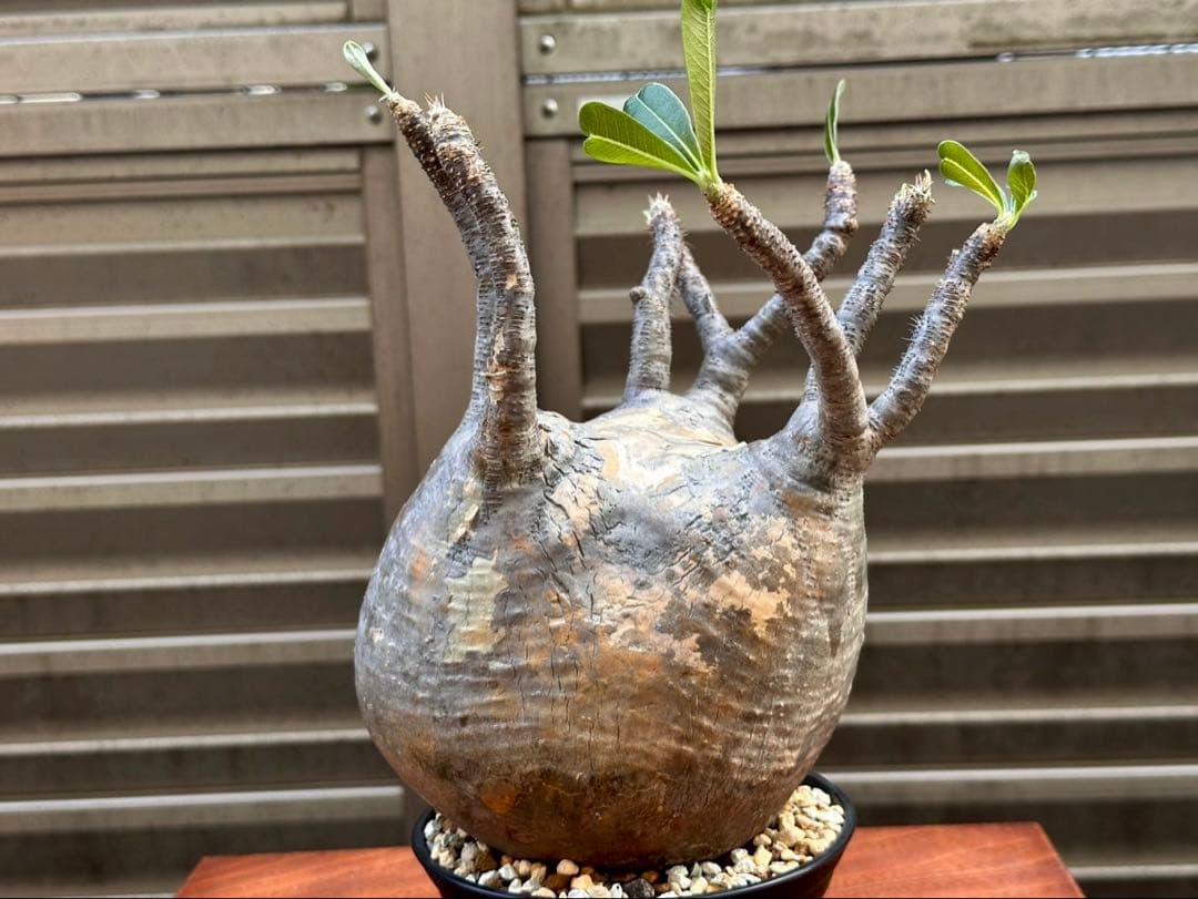 パキポディウムグラキリス 超良形 コレクション 中株 現地球