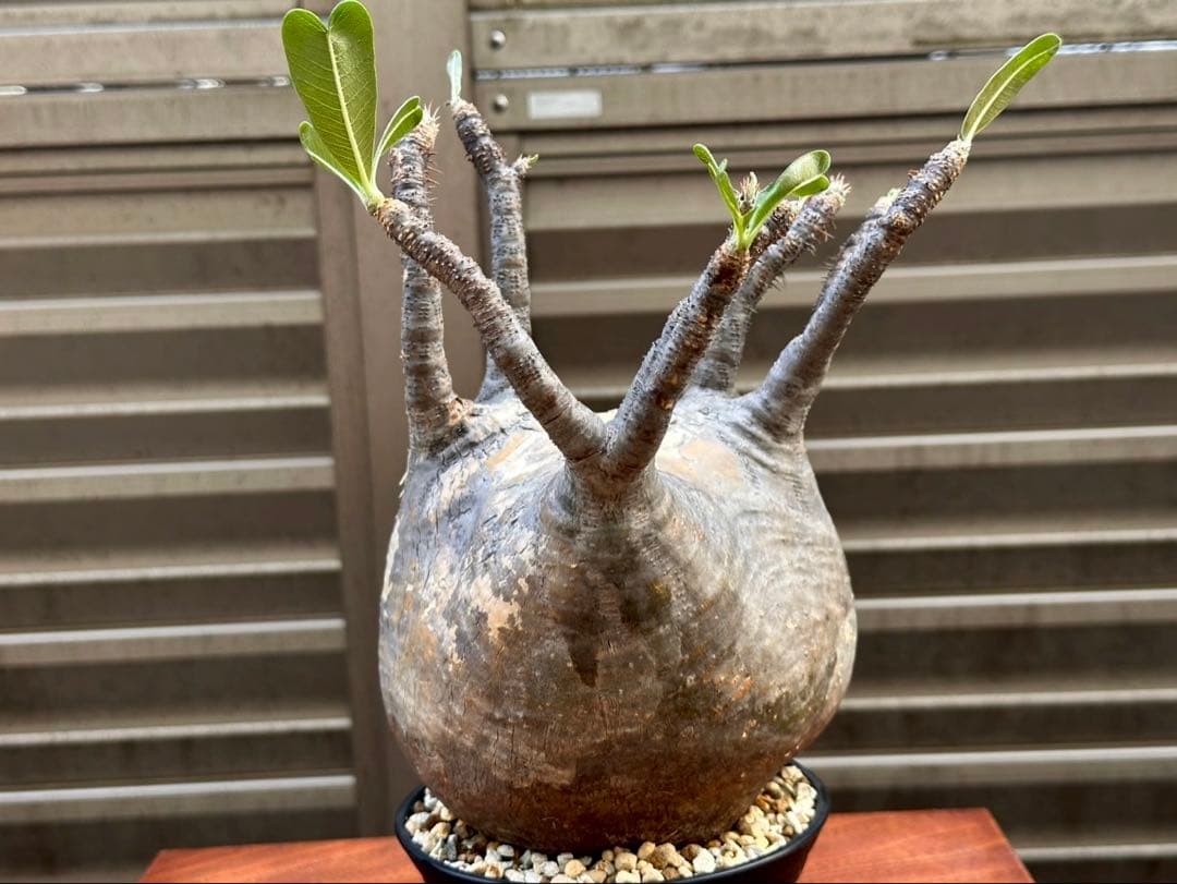 パキポディウムグラキリス 超良形 コレクション 中株 現地球