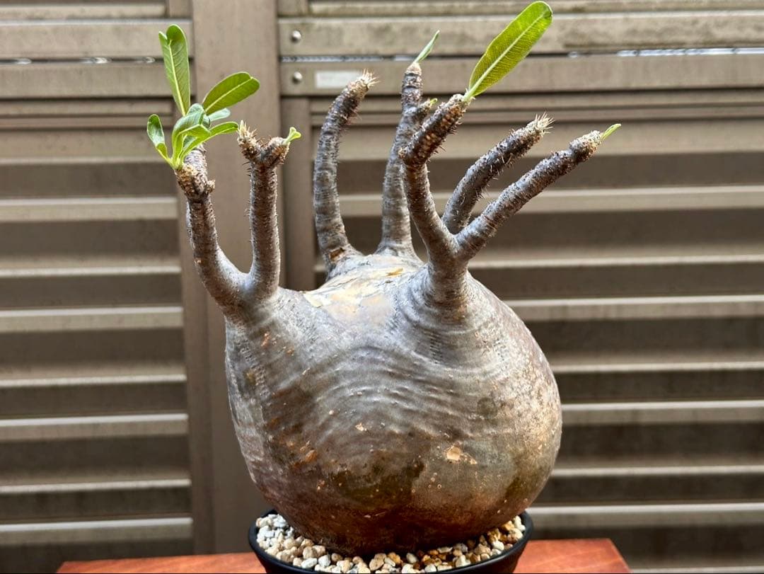 パキポディウムグラキリス 超良形 コレクション 中株 現地球