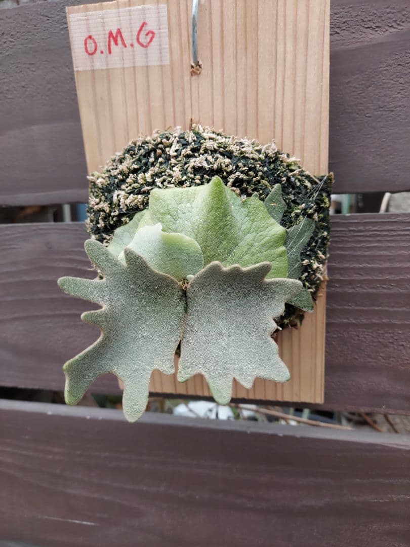 選抜　willinckii dwarf OMG　胞子培養　ビカクシダ