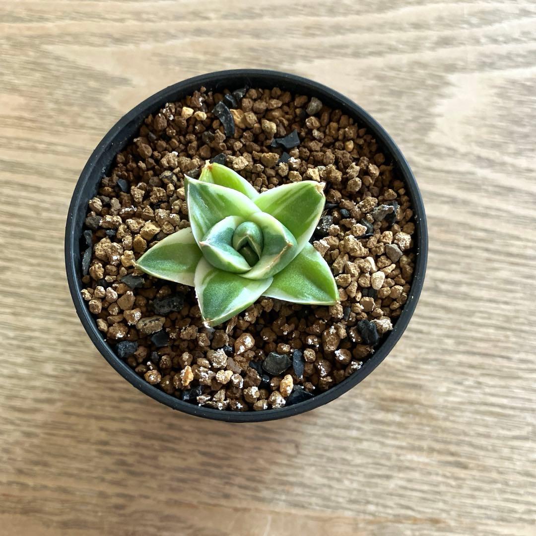 速達【鉢ごと発送】⑦特選　斑広め　安定株　アガべ　王妃笹の雪A型　ピンキーTC