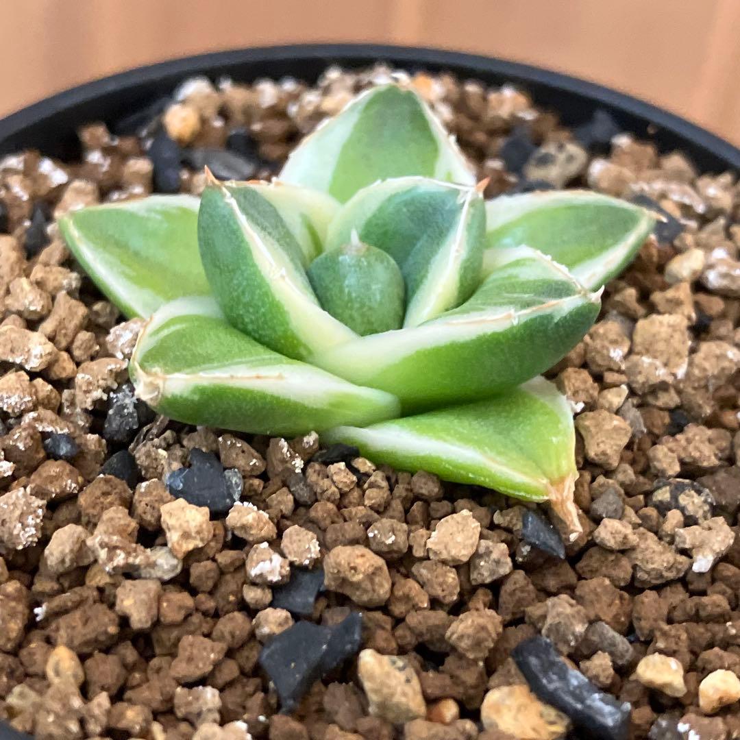 速達【鉢ごと発送】⑦特選　斑広め　安定株　アガべ　王妃笹の雪A型　ピンキーTC