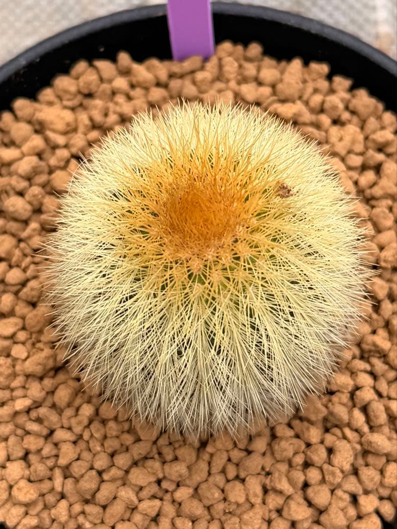 ユーベルマニア　エリオカクトイデス　実生