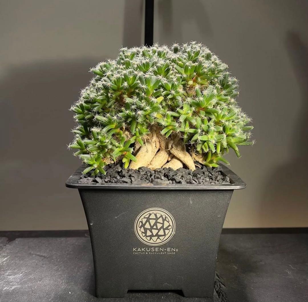 紫晃星 トリコディアデマ デンサム