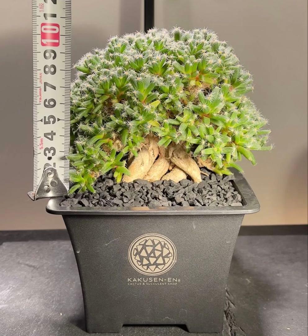 紫晃星 トリコディアデマ デンサム