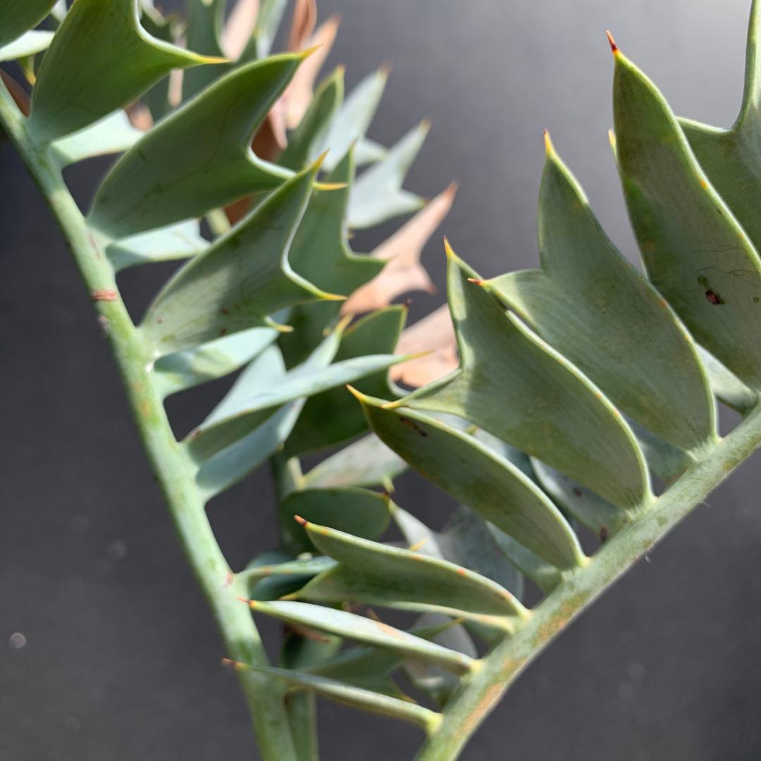 【南アフリカ産】エンセファラルトス・ホリダス（No3-13)