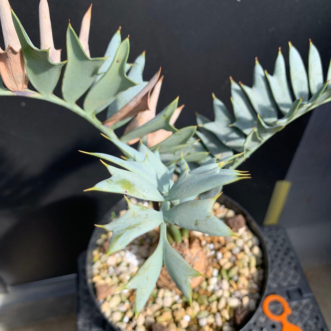 【南アフリカ産】エンセファラルトス・ホリダス（No3-13)