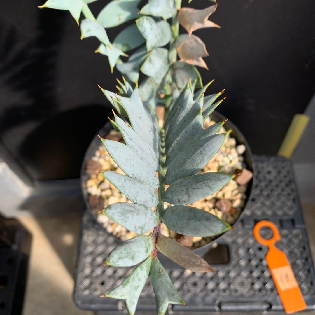 【南アフリカ産】エンセファラルトス・ホリダス（No3-13)