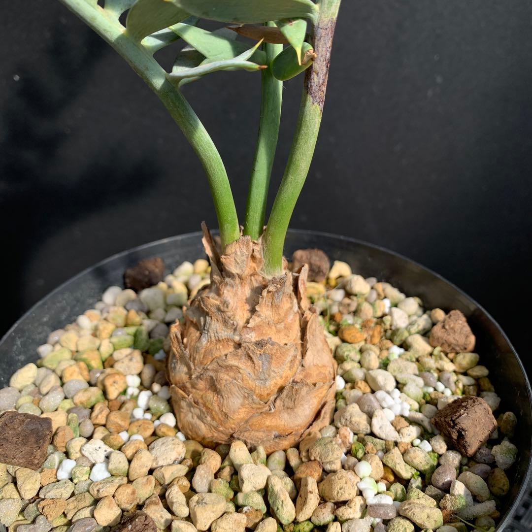 【南アフリカ産】エンセファラルトス・ホリダス（No3-13)