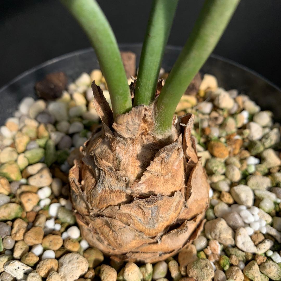 【南アフリカ産】エンセファラルトス・ホリダス（No3-13)