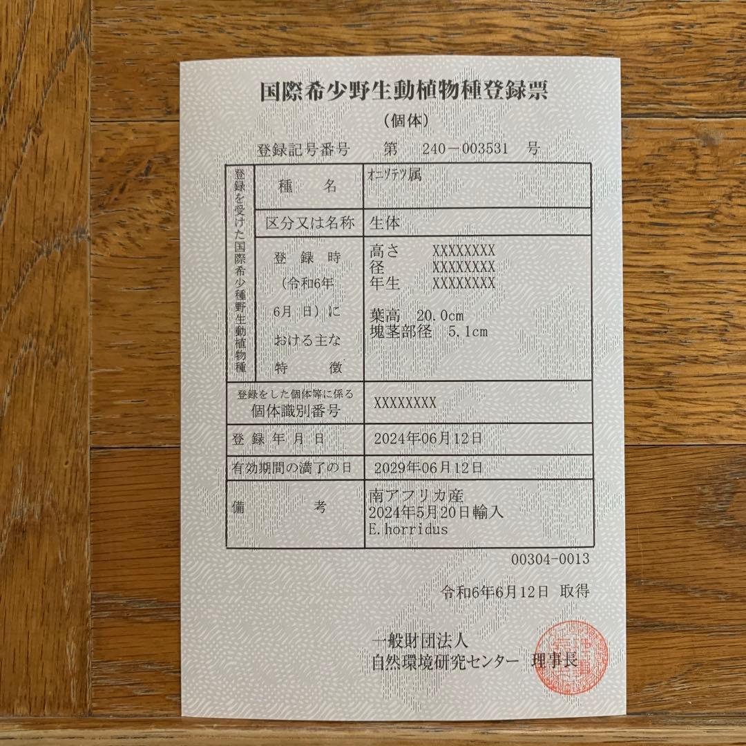 【南アフリカ産】エンセファラルトス・ホリダス（No3-13)