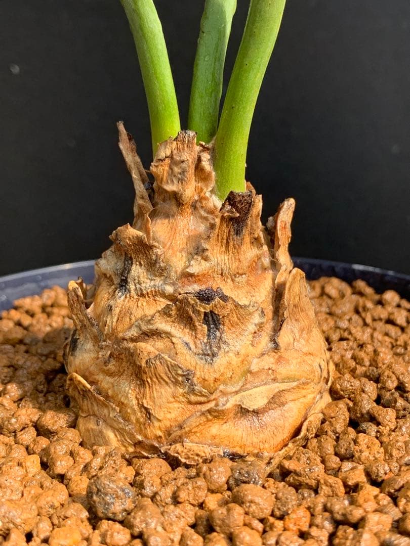 【南アフリカ産】エンセファラルトス・ホリダス（No3-13)