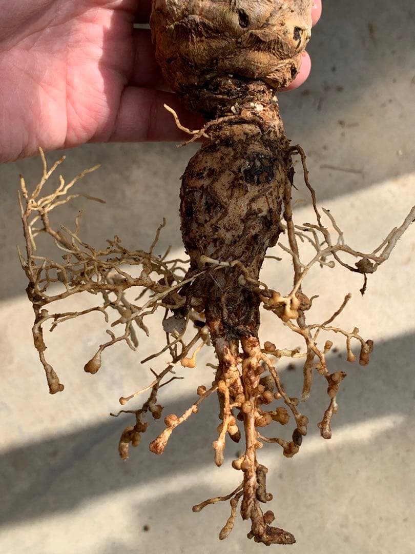 【南アフリカ産】エンセファラルトス・ホリダス（No3-13)