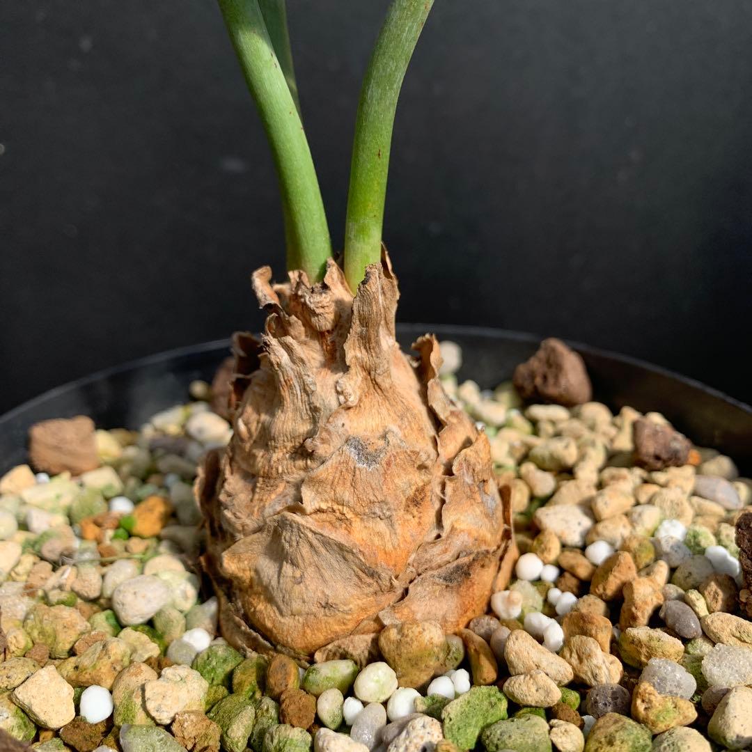 【南アフリカ産】エンセファラルトス・ホリダス（No3-13)