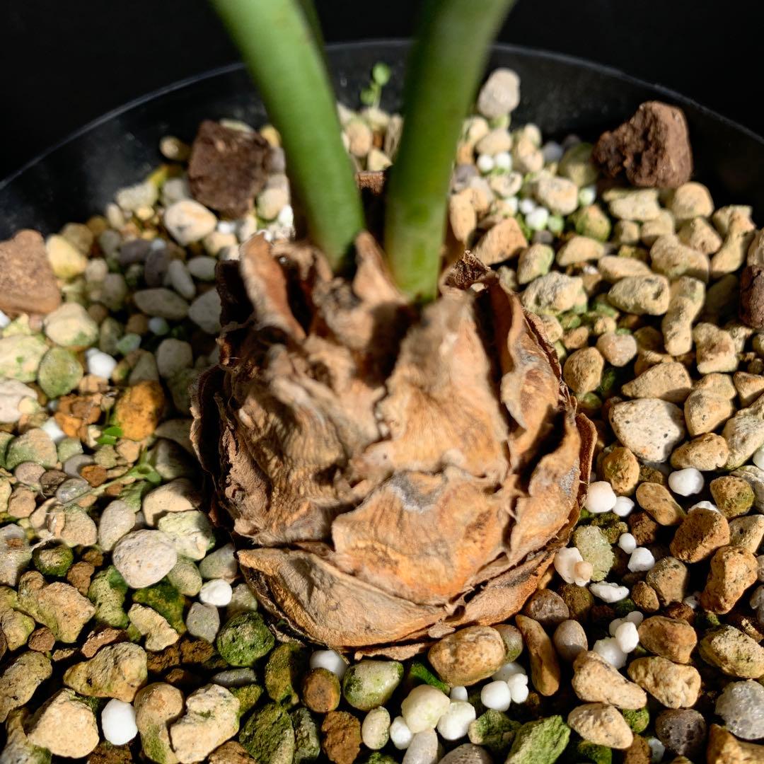 【南アフリカ産】エンセファラルトス・ホリダス（No3-13)