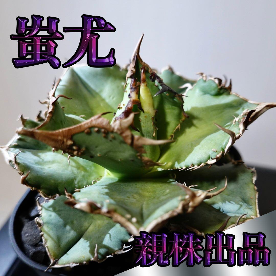 【超本命株】【現物出品】 1241アガベ チタノタ 蚩尤