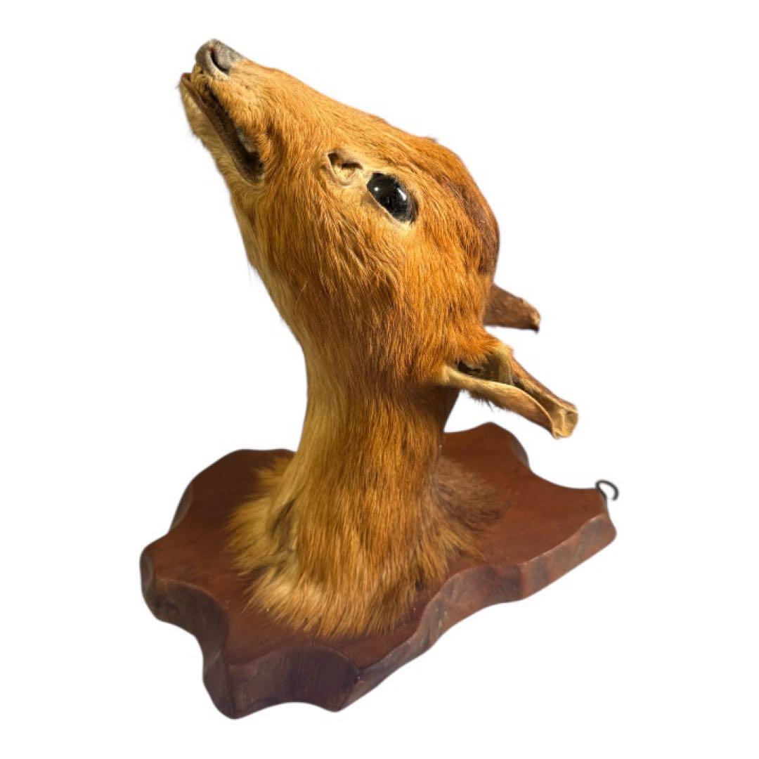 ニホンジカ 幼体 頭部剥製｜ガラス目｜木製台座14×20cm｜インテリア