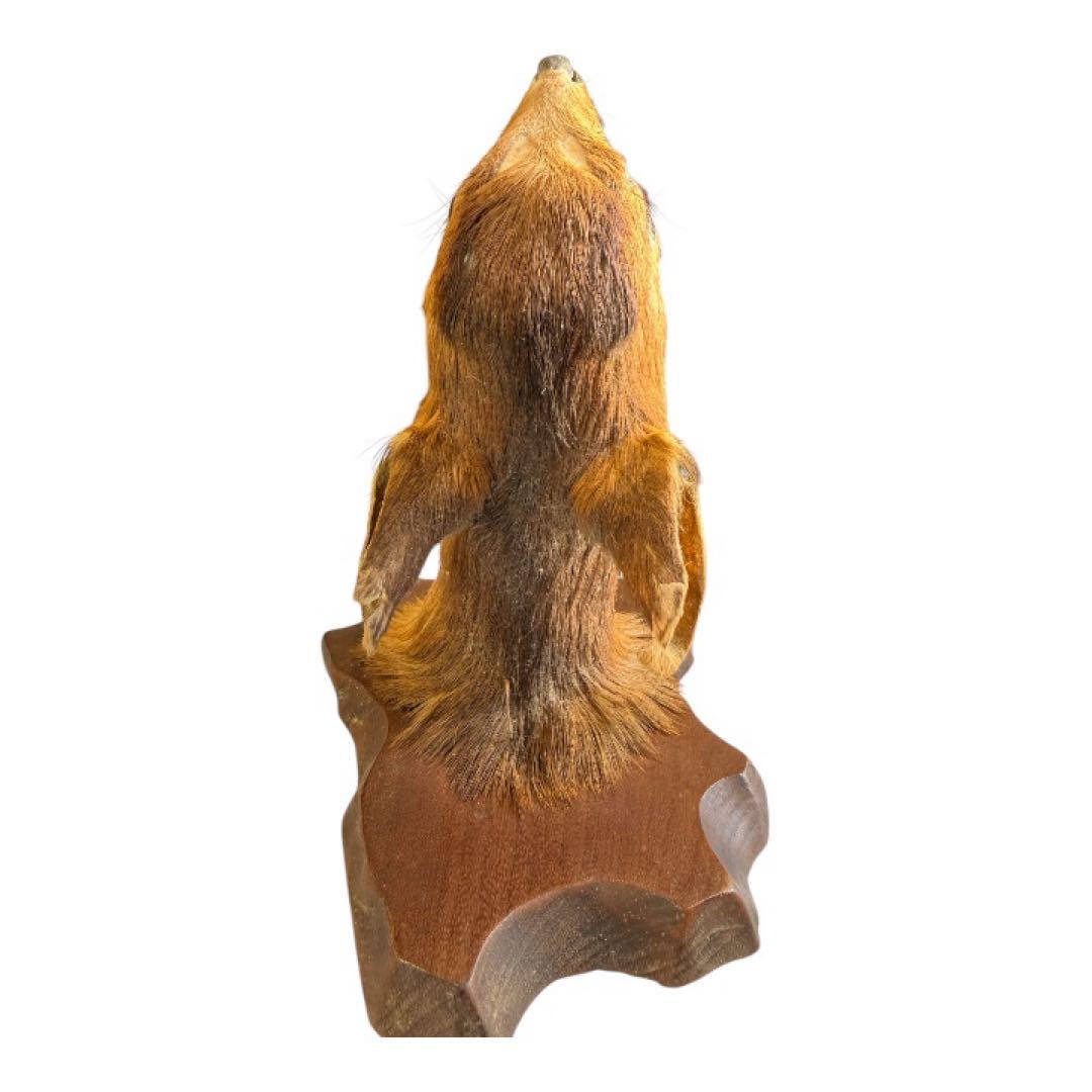 ニホンジカ 幼体 頭部剥製｜ガラス目｜木製台座14×20cm｜インテリア