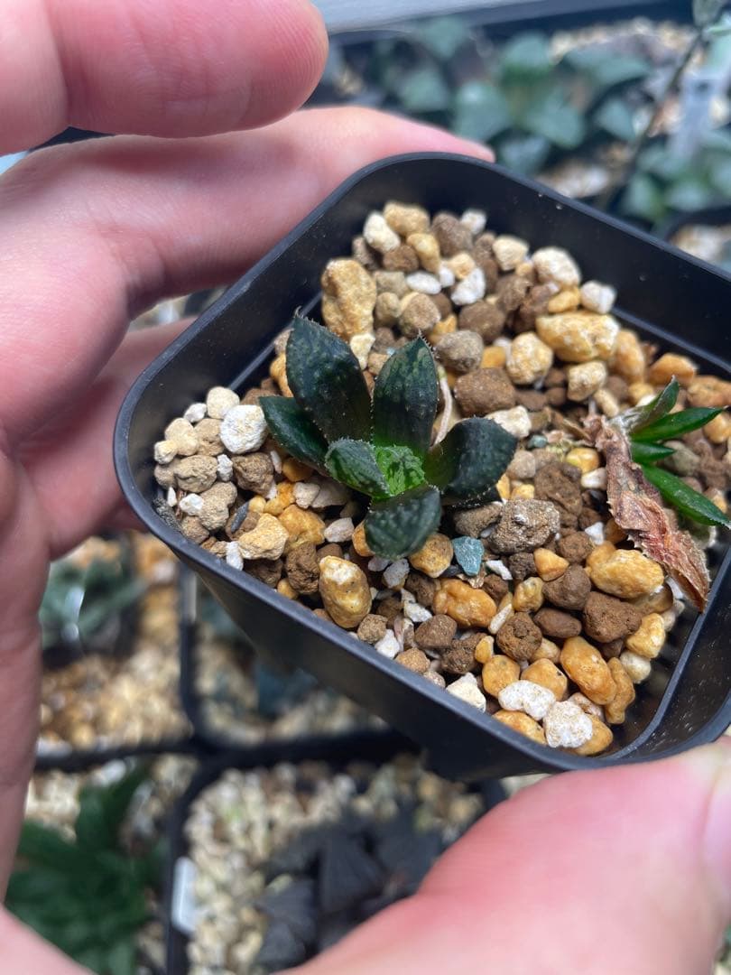 ハオルチア　闇の森　大きい方1本