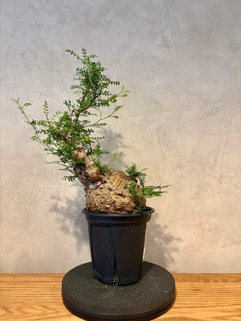 【まんまるパキプス】発根済み　オペルクリカリア　パキプス