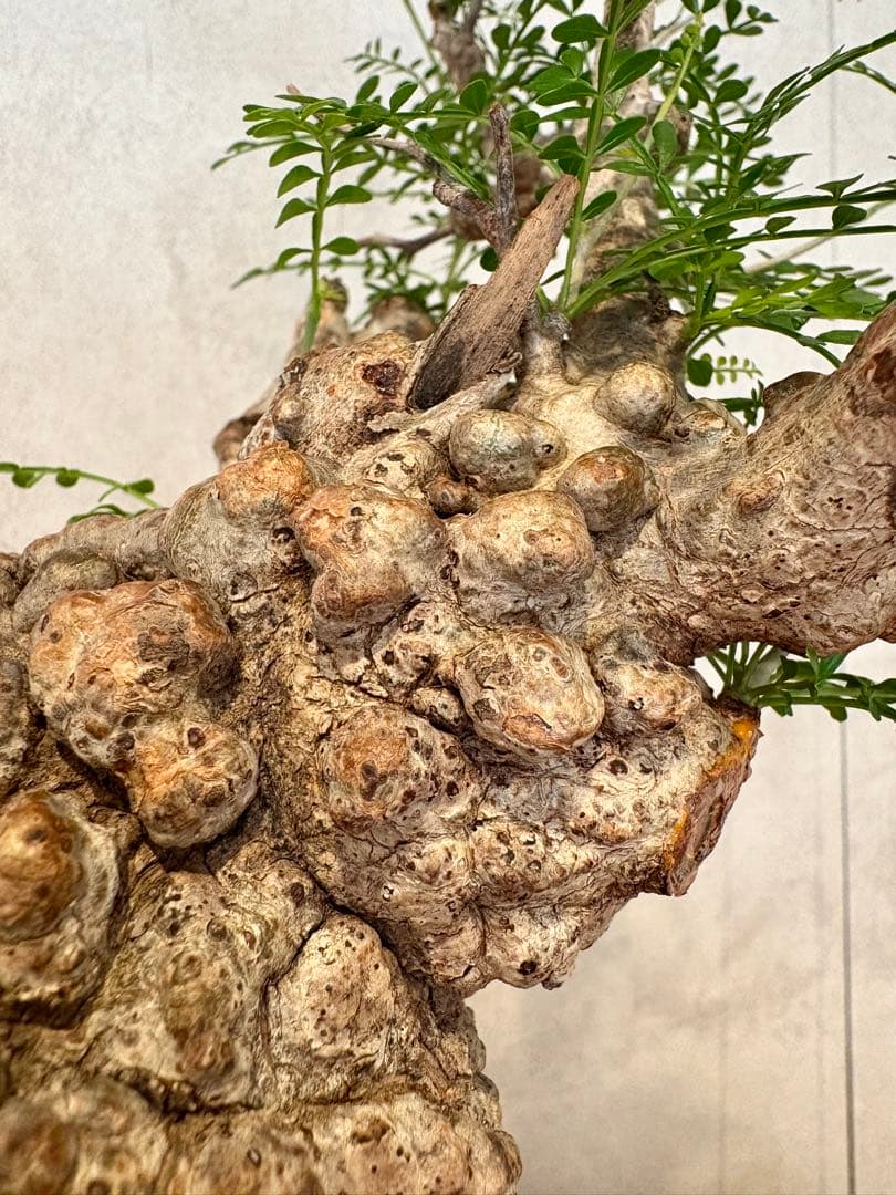 【まんまるパキプス】発根済み　オペルクリカリア　パキプス