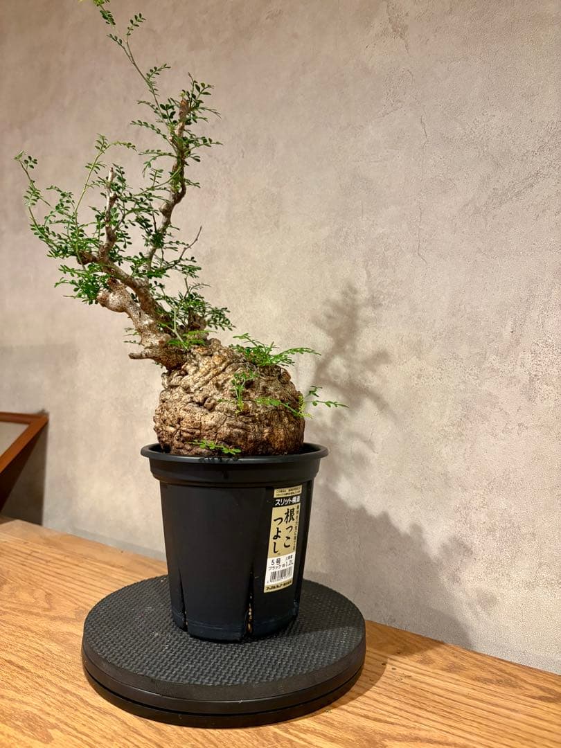 【まんまるパキプス】発根済み　オペルクリカリア　パキプス