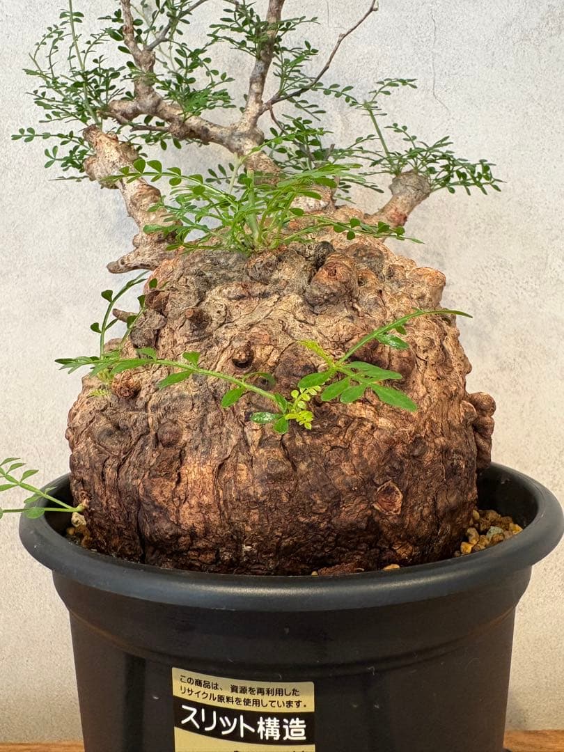 【まんまるパキプス】発根済み　オペルクリカリア　パキプス