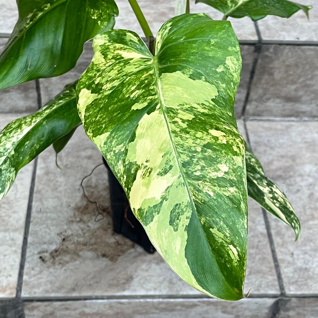 【セール】フィロデンドロン　ドメスティカム　斑入り　No.001　3号鉢、送料込