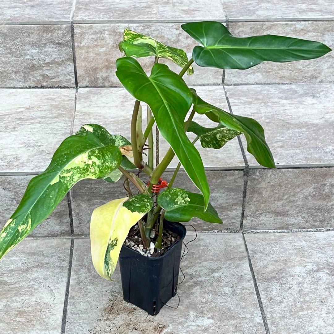 【セール】フィロデンドロン　ドメスティカム　斑入り　No.001　3号鉢、送料込