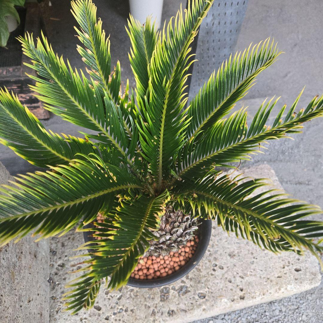 ④　金環ソテツ　７号　変わり葉　希少　期間限定セール‼️