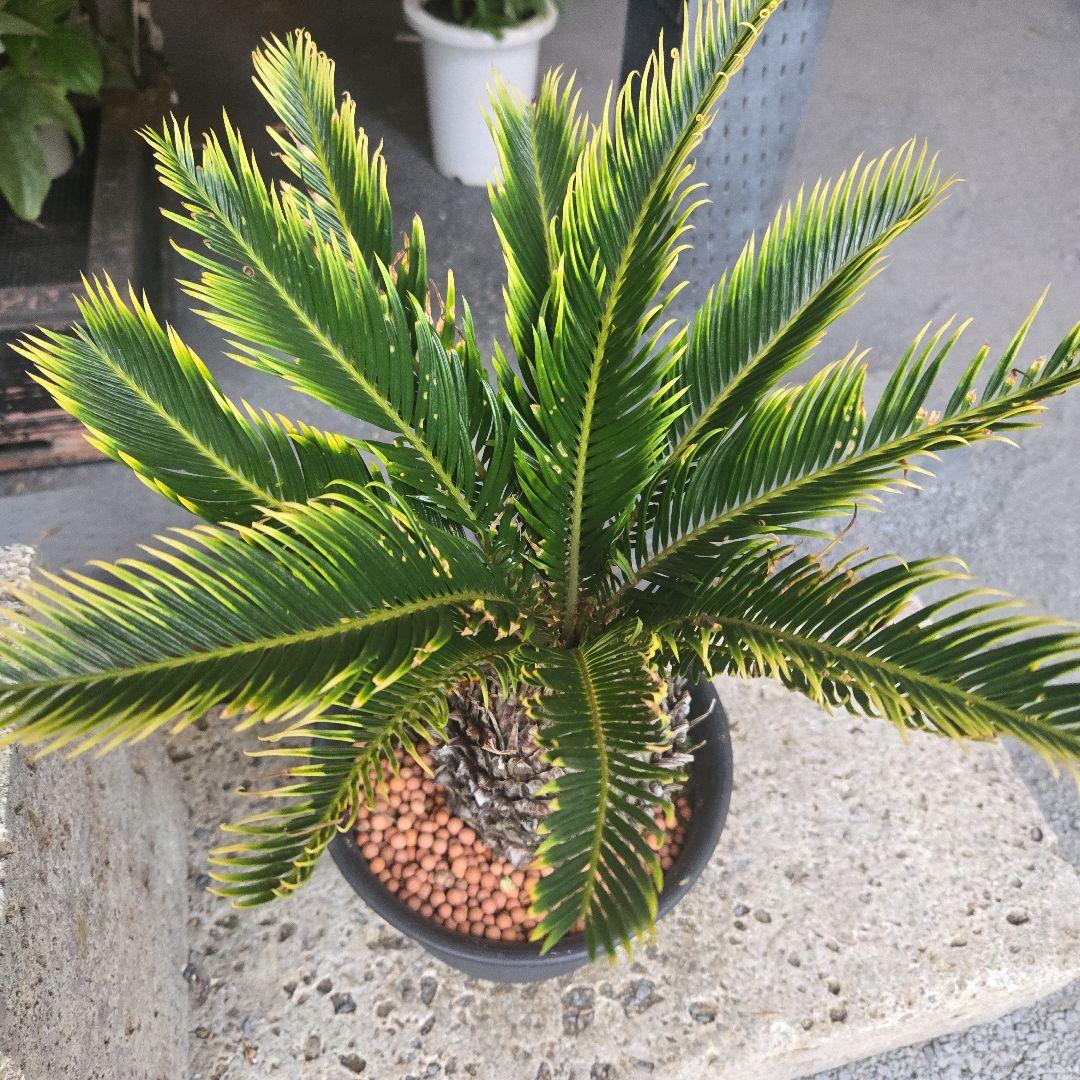 ④　金環ソテツ　７号　変わり葉　希少　期間限定セール‼️