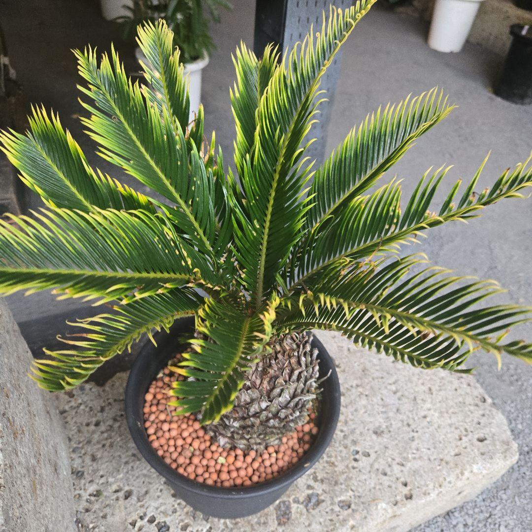 ④　金環ソテツ　７号　変わり葉　希少　期間限定セール‼️