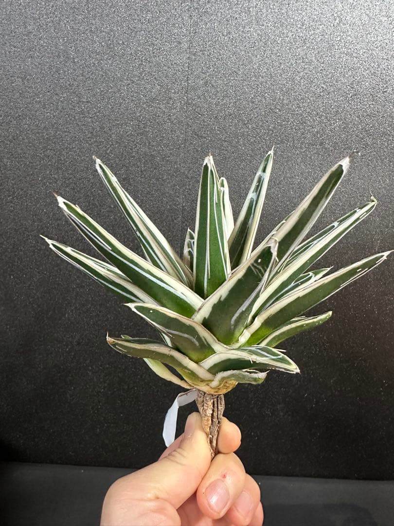 大特価【氷山　親株　完成苗⭐︎】　（アガべ　笹の雪）