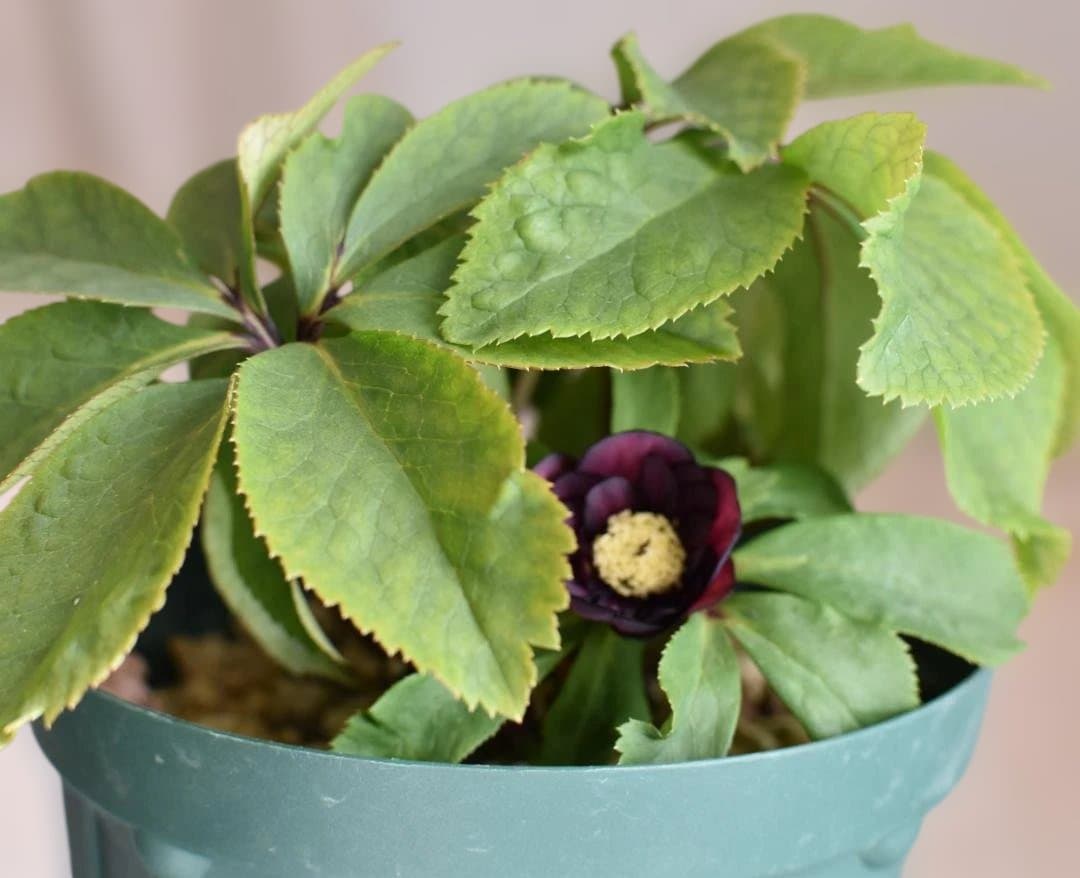 か*ん様 大木ナーサリー　ダブルダークオーレア小輪　クリスマスローズ　開花株