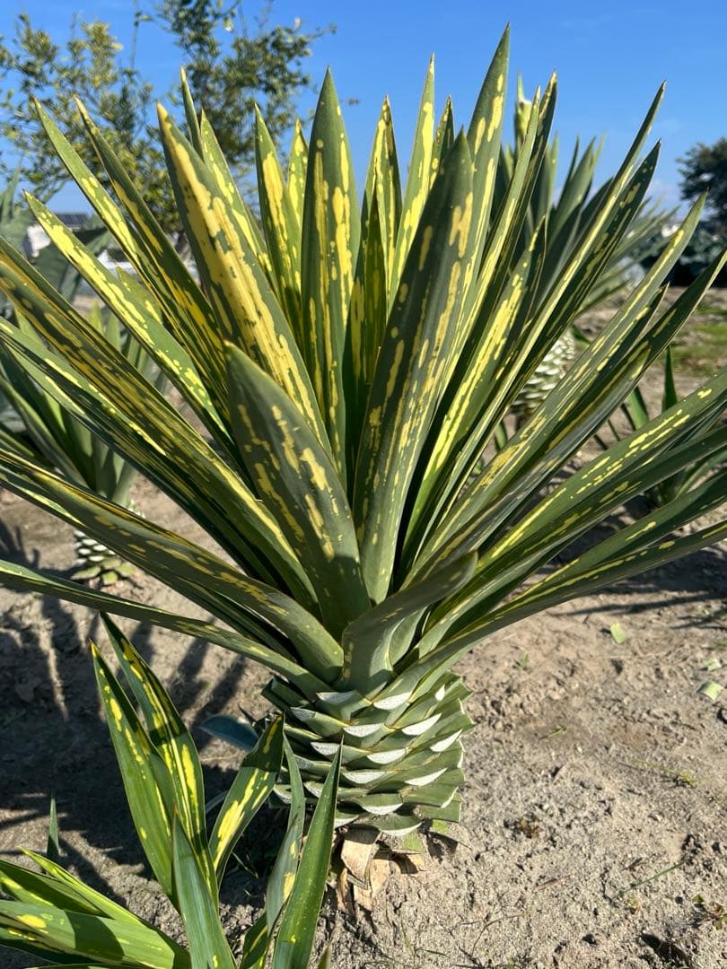 ユッカグロリオサ　散り斑　① 直接取り引き可能