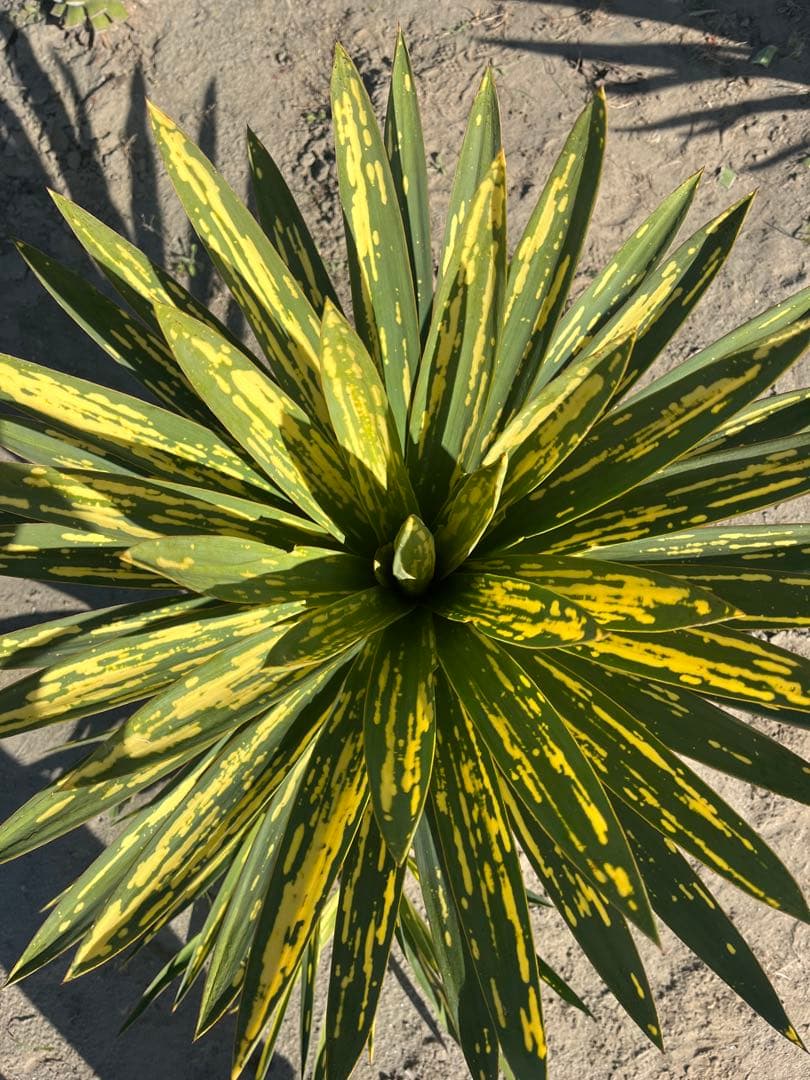 ユッカグロリオサ　散り斑　① 直接取り引き可能